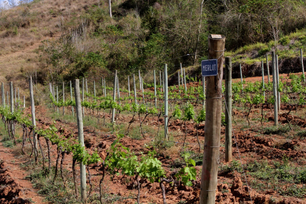 Vinícola Inconfidência: Produção de vinhos no Rio de Janeiro
